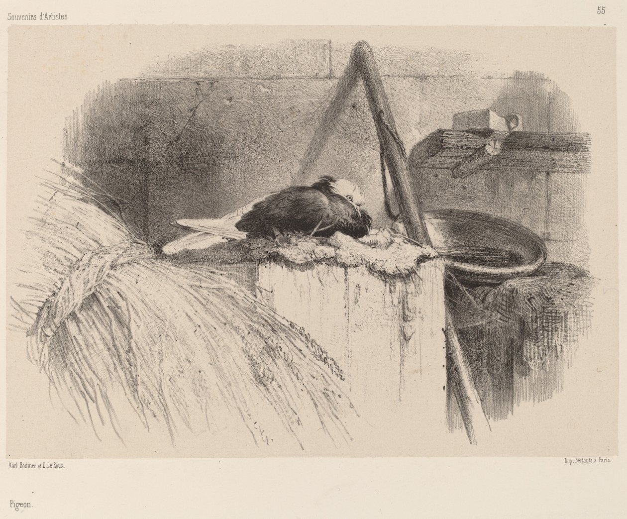 Kyyhkynen. tekijältä Karl Bodmer