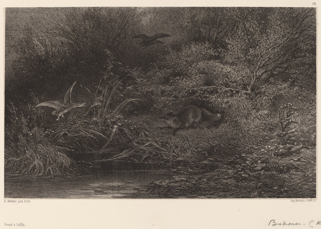 Kettu vaanimassa. tekijältä Karl Bodmer
