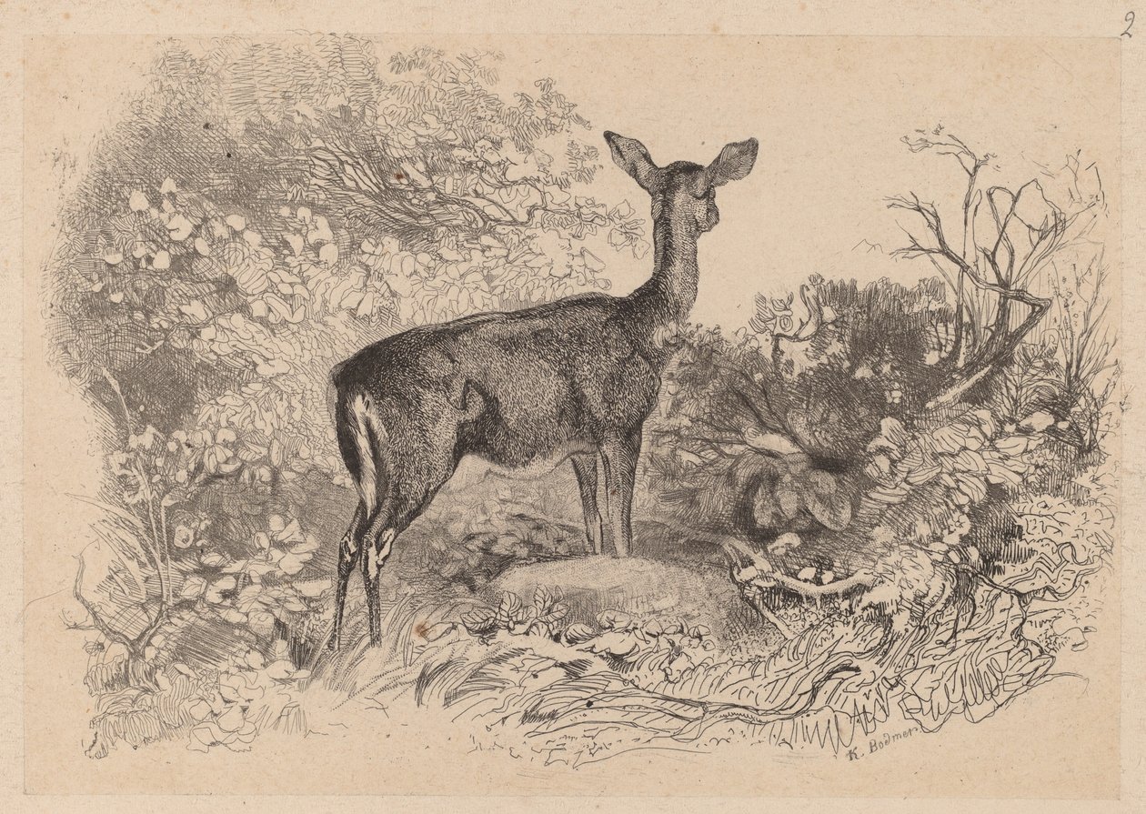 Kukko tekijältä Karl Bodmer