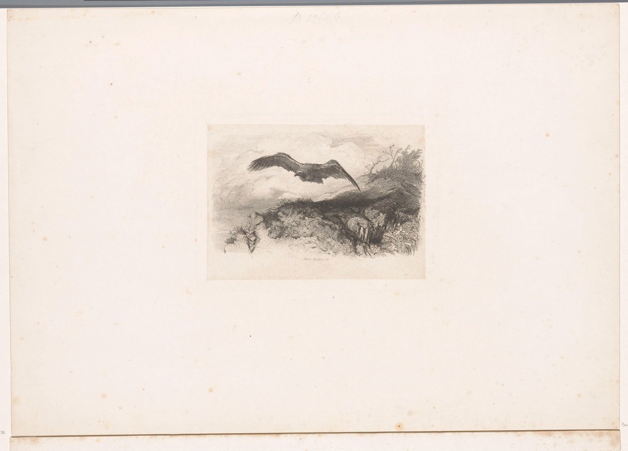 lentävä kotka Maisemat eläinten kanssa (sarjan nimi) tekijältä Karl Bodmer
