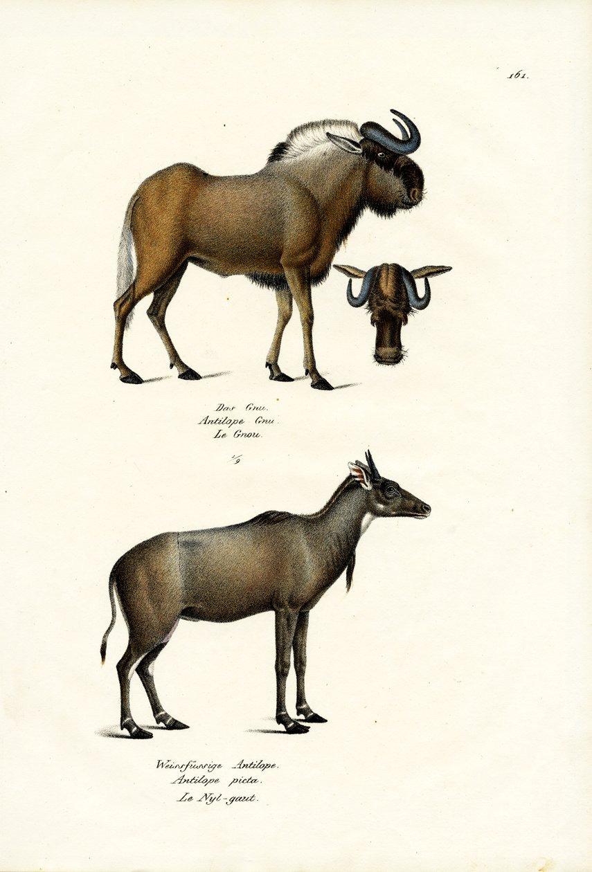 Hartebeest, 1824 tekijältä Karl Joseph Brodtmann