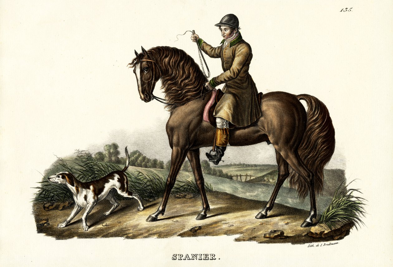 Espanjan metsästäjähevonen, 1824 tekijältä Karl Joseph Brodtmann