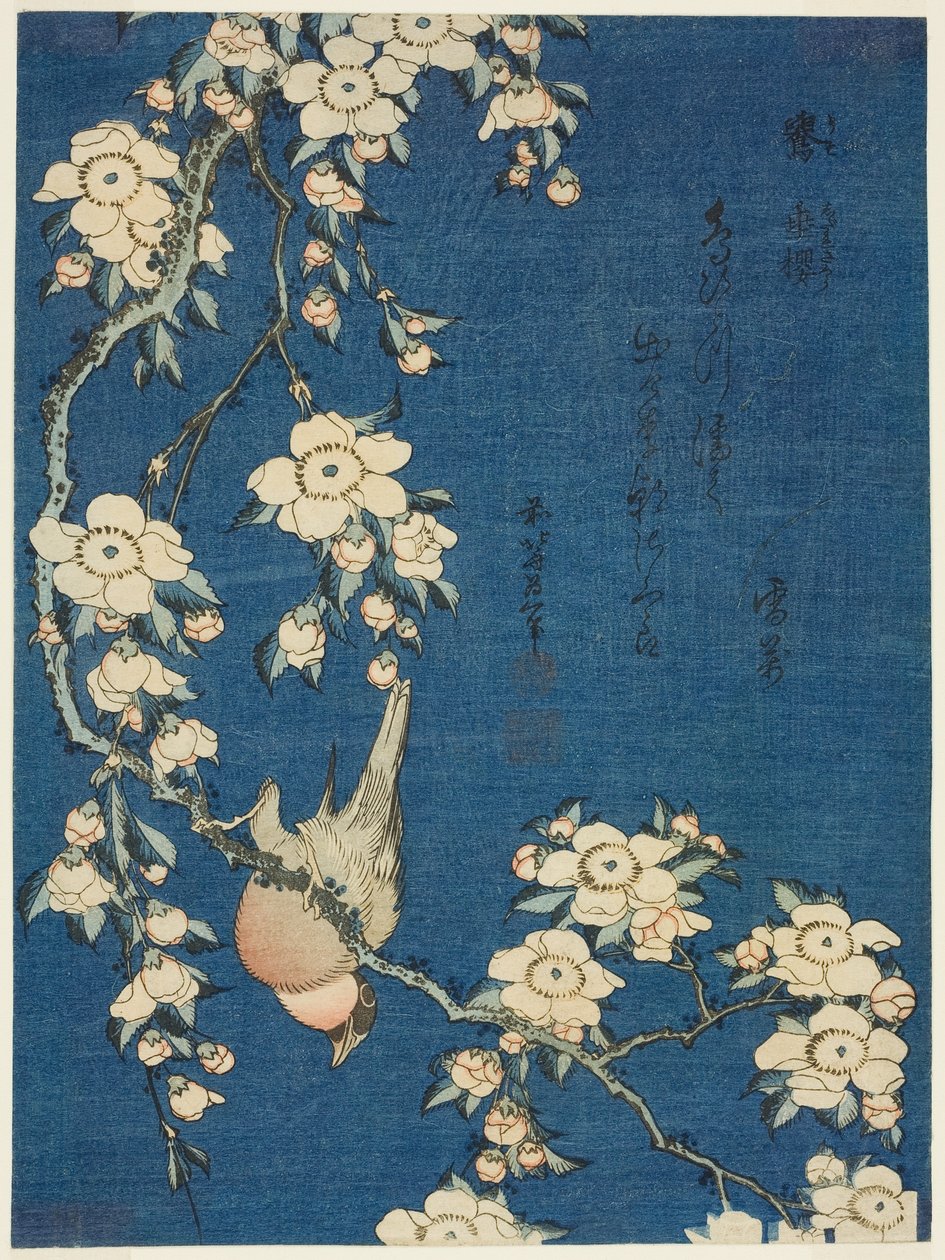 Härkälintu ja itkukirsikka (Uso, shidarezakura) tekijältä Katsushika Hokusai