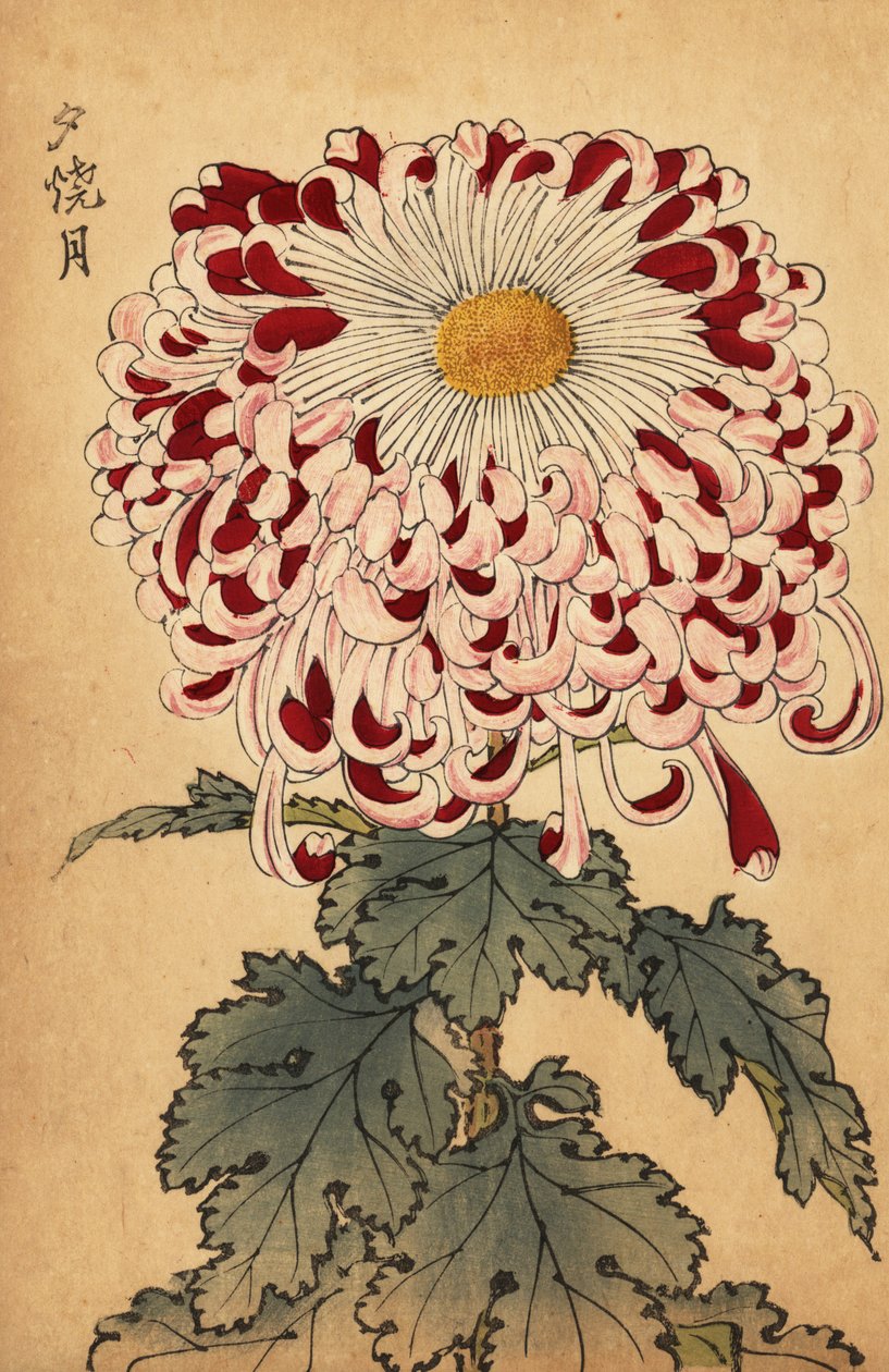 Hybridi karmiininpunainen ja valkoinen lusikkakrysanteemi., 1893 (kaiverrus) tekijältä Keika Hasegawa