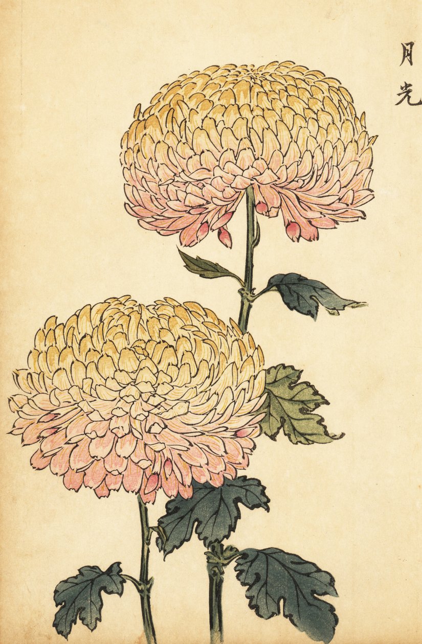 Hybridikultainen ja vaaleanpunainen pompon krysanteemi.,1893 (kaiverrus) tekijältä Keika Hasegawa
