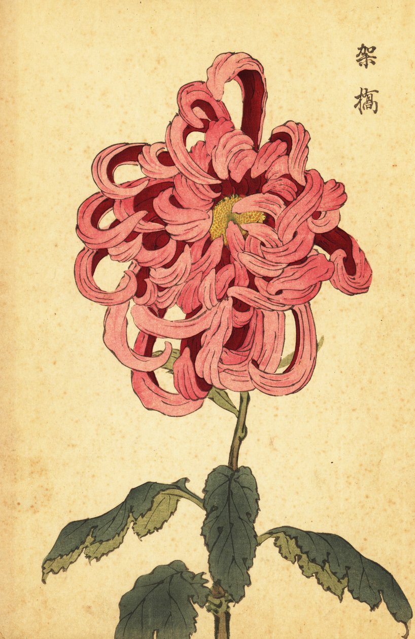Hybridi vaaleanpunainen ja karmiininpunainen krysanteemi., 1893 (kaiverrus) tekijältä Keika Hasegawa