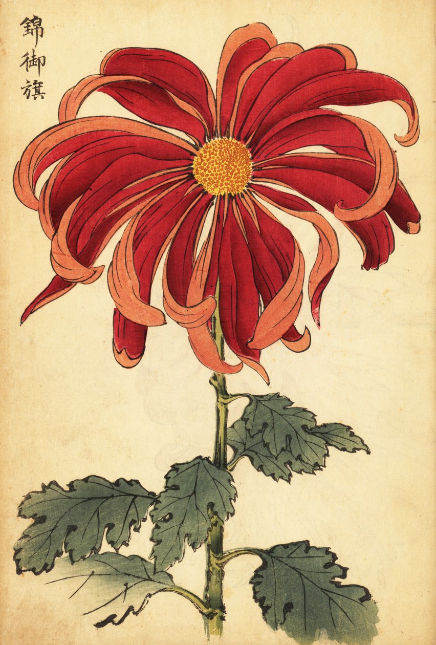 Hybridi tulipunainen ja vaaleanpunainen krysanteemi.,1893 (kaiverrus) tekijältä Keika Hasegawa