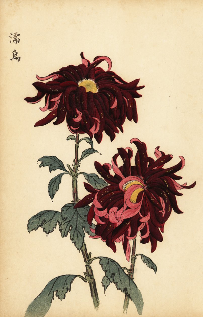 Hybridikirjava karmiininpunainen ja vaaleanpunainen krysanteemi., 1893 (kaiverrus) tekijältä Keika Hasegawa