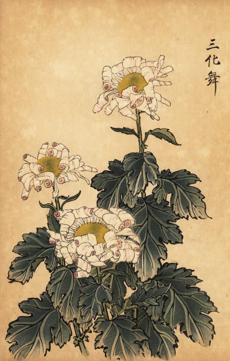 Hybridi valkoinen ja vaaleanpunainen krysanteemi.,1893 (kaiverrus) tekijältä Keika Hasegawa