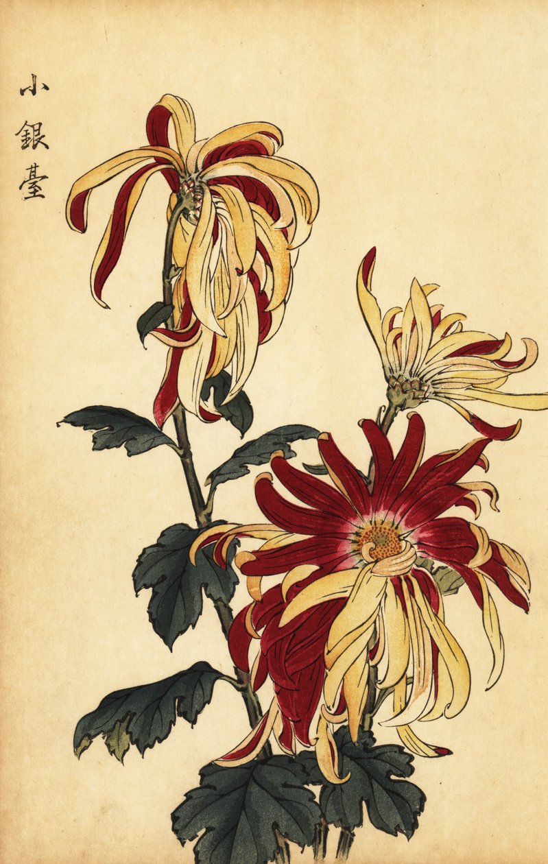 Hybridikeltainen ja karmiininpunainen krysanteemi., 1893 (kaiverrus) tekijältä Keika Hasegawa