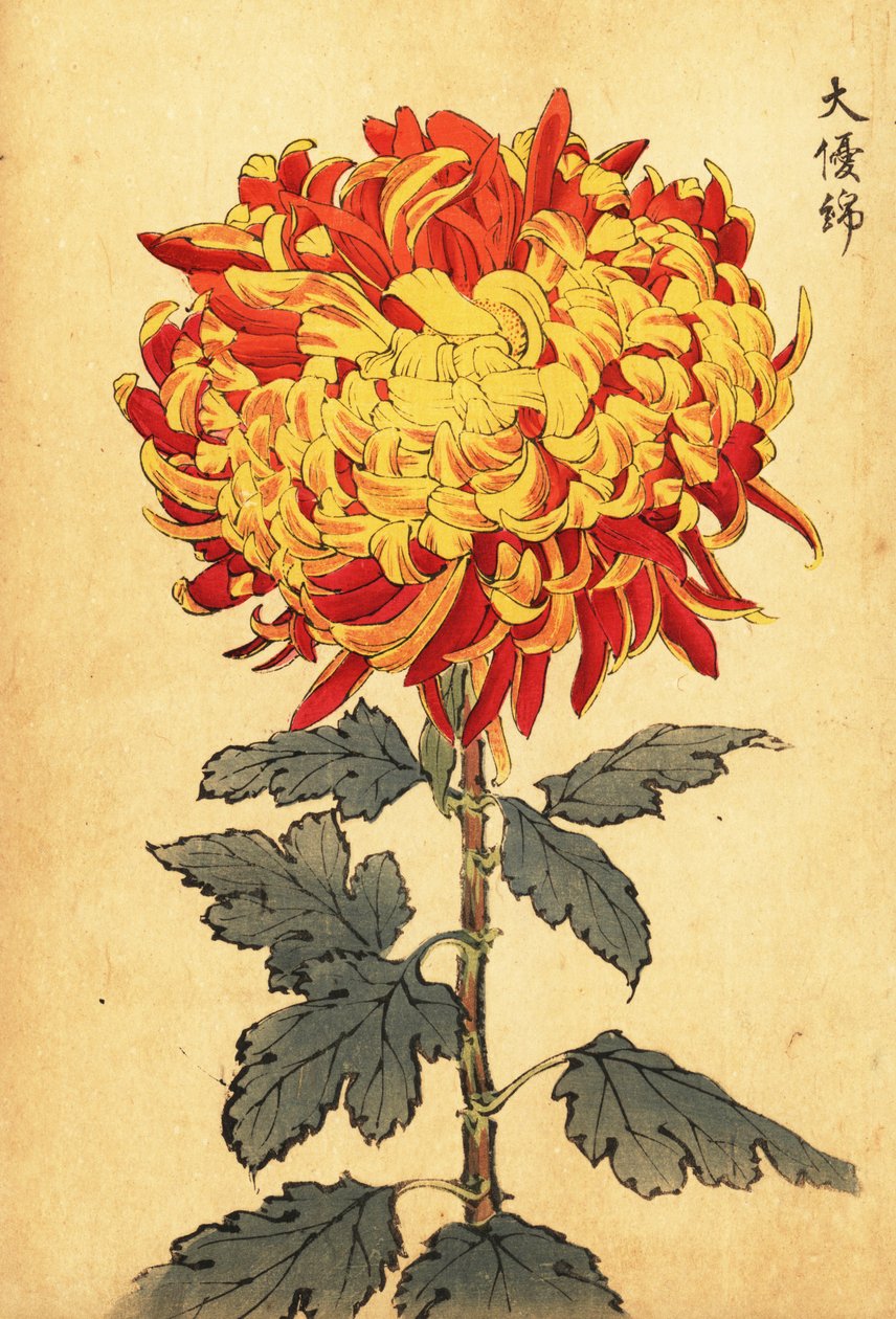Hybridikeltainen ja tulipunainen pompon krysanteemi.,1893 (kaiverrus) tekijältä Keika Hasegawa