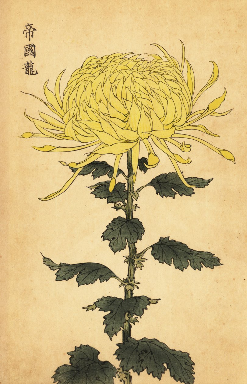 Hybridikeltainen krysanteemi., 1893 (kaiverrus) tekijältä Keika Hasegawa