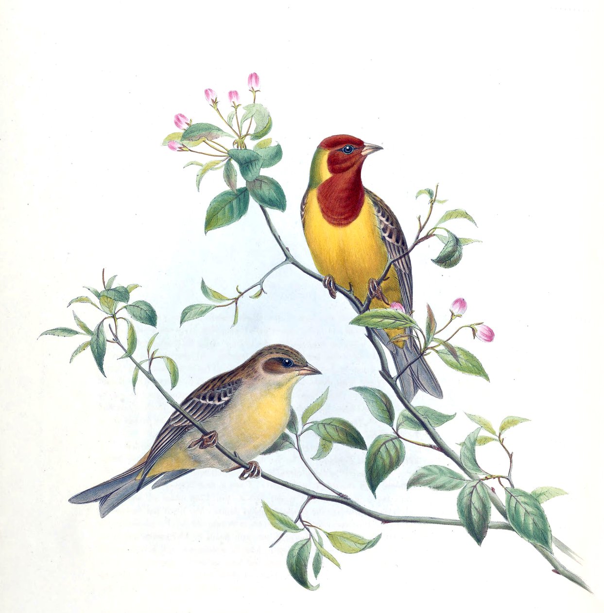 Emberiza bruniceps tekijältä Kersti Nebelsiek
