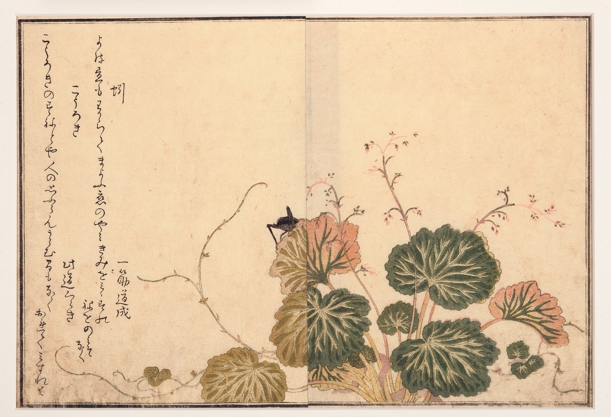 Kastemato ja musta sirkka, 1788 (puupalikka) tekijältä Kitagawa Utamaro