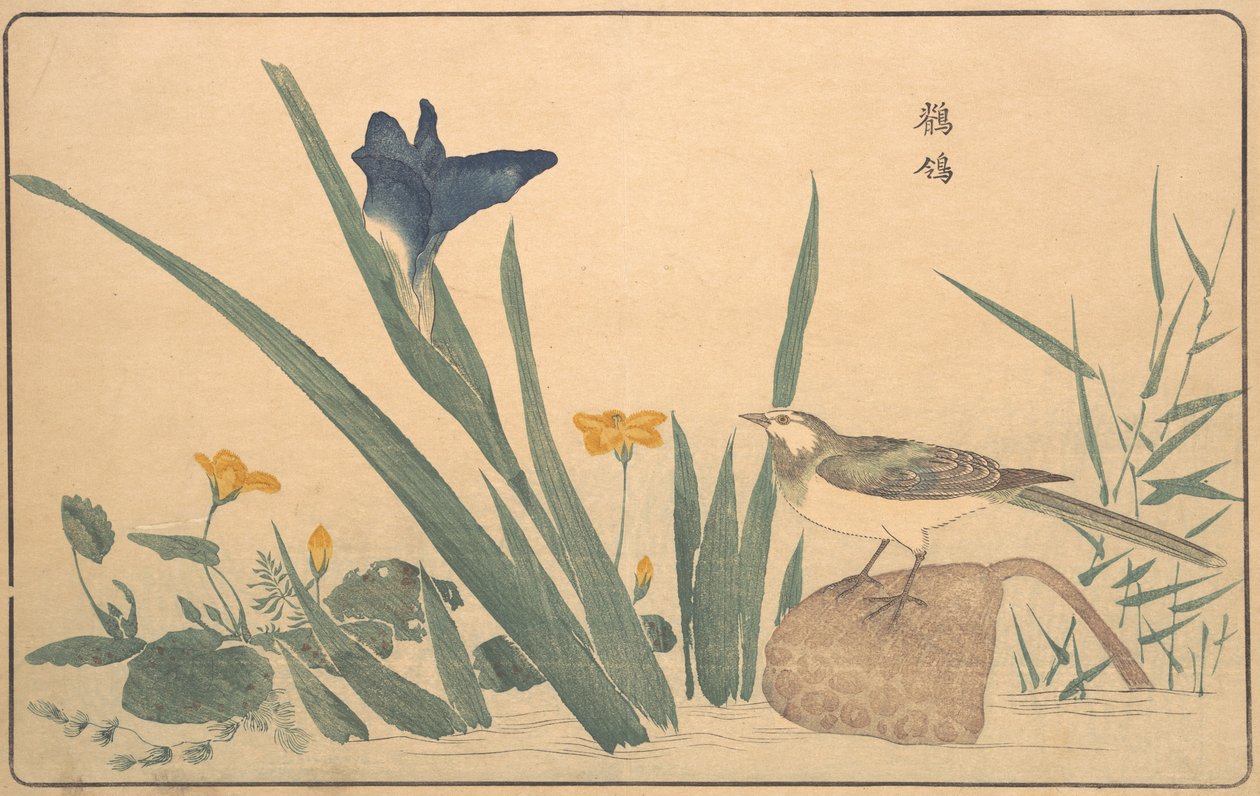 Pied wagtail, 1789. tekijältä Kitao Masayoshi
