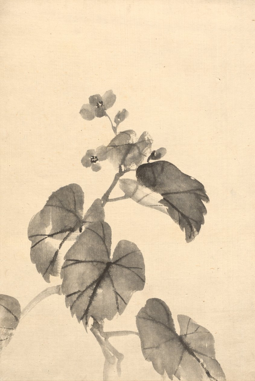 Begonian sivuliike Bloomissa. tekijältä Kono Bairei