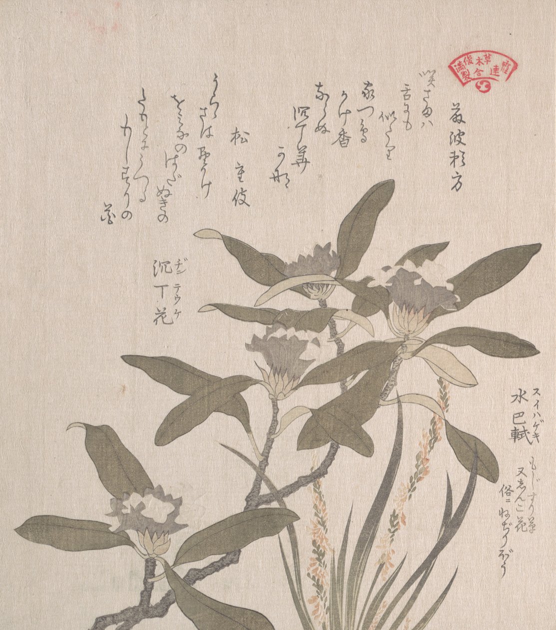 Daphne Odora ja Mojisuri-so, 1800-luku. tekijältä Kubo Shunman