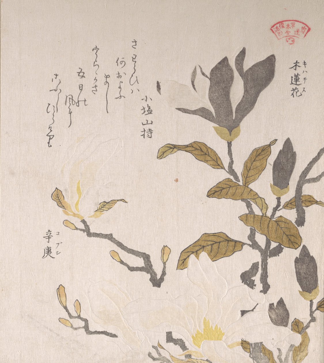 Magnolian kukat, 1800-luku. tekijältä Kubo Shunman