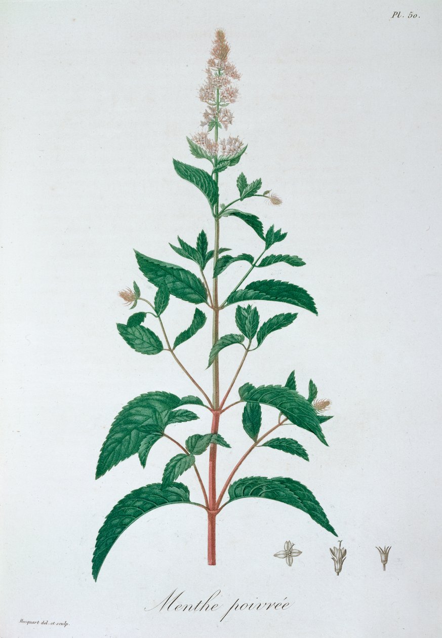 Mentha Piperita Piparminttu, 1821 tekijältä LFJ Hoquart