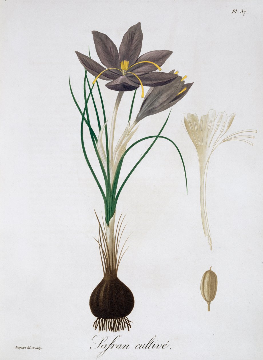 Sahramikrookus, 1821. tekijältä LFJ Hoquart