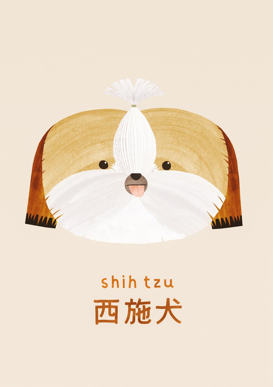 Shih tzu, 2019 tekijältä Léa Le Pivert