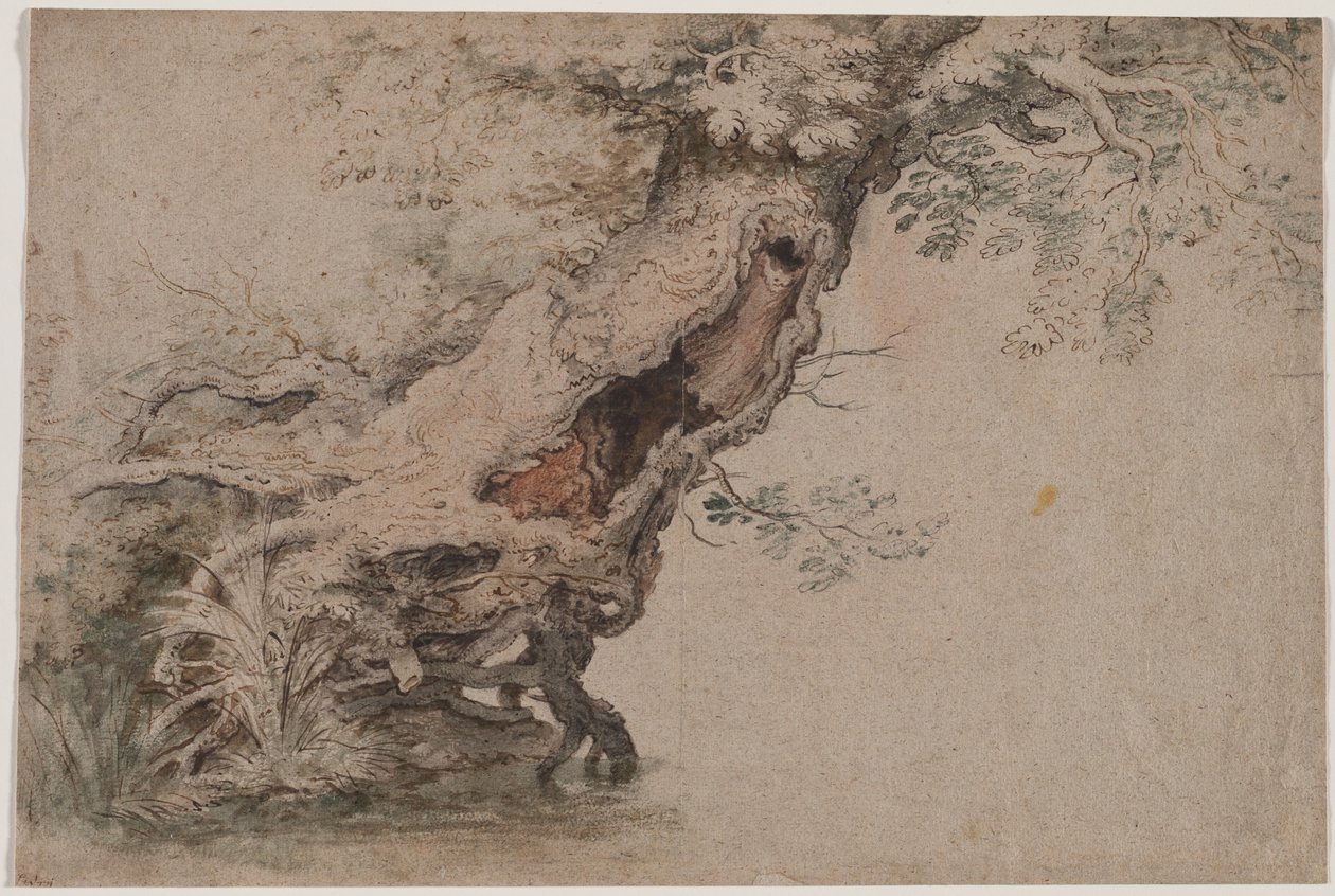 Hollow Tree, Roelant Saveryn mukaan tekijältä Lambert Doomer