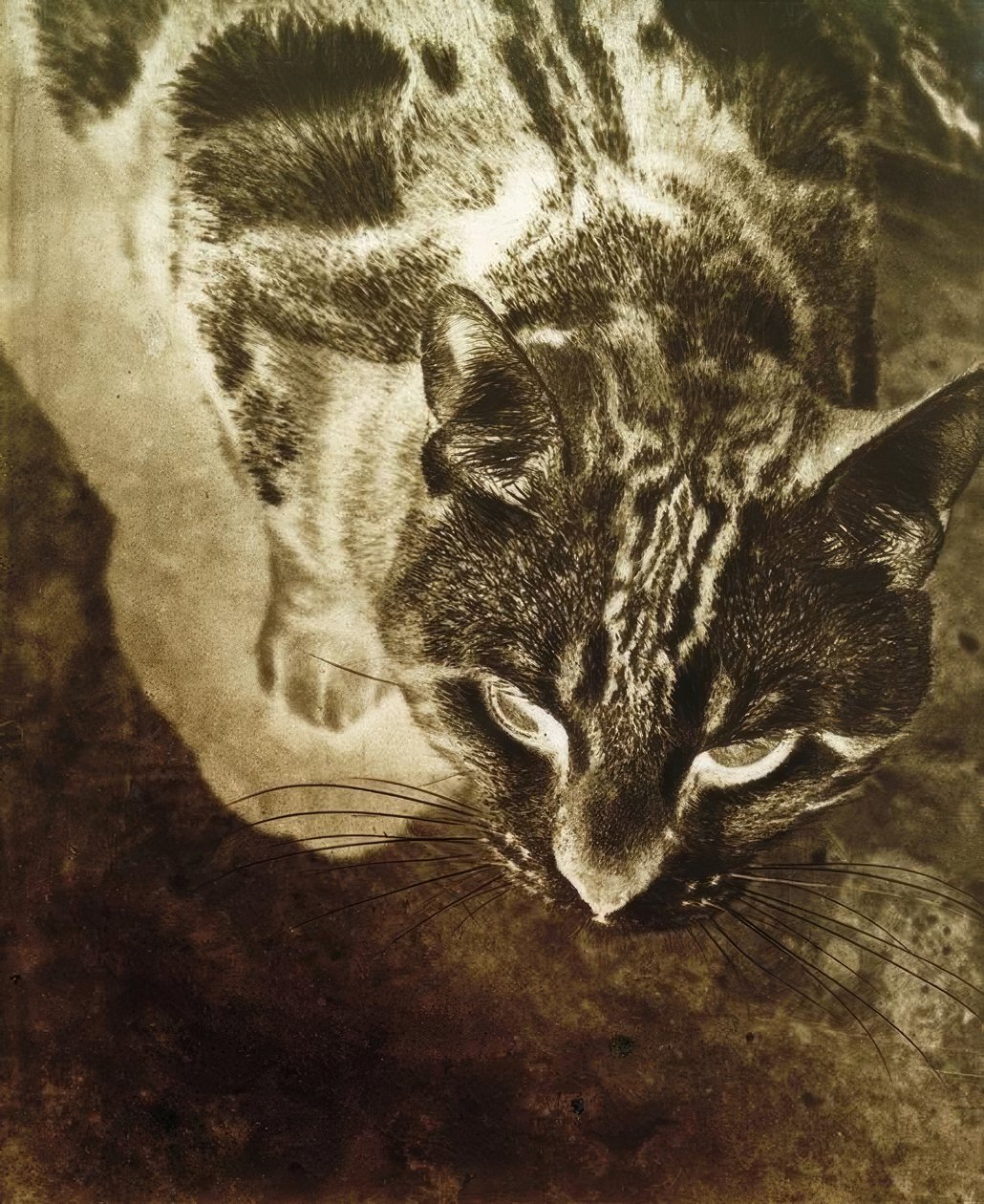 Katze (Negativ-Abzug) tekijältä Laszlo Moholy Nagy