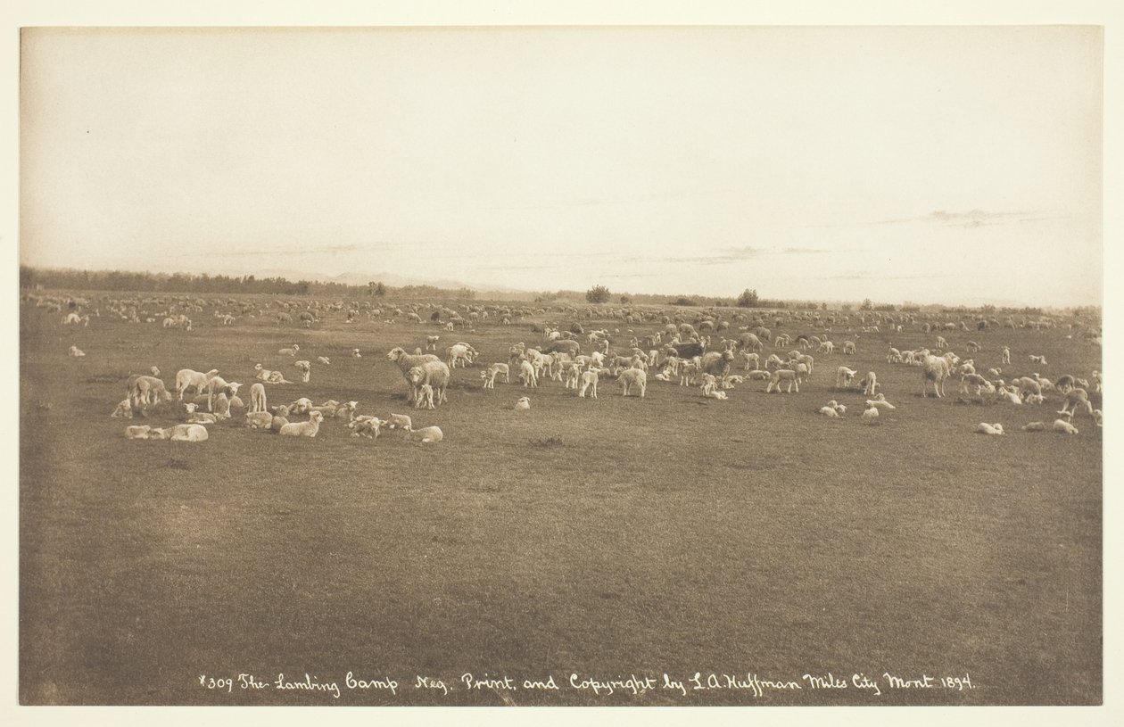 Lambing Camp tekijältä Laton Alton Huffman