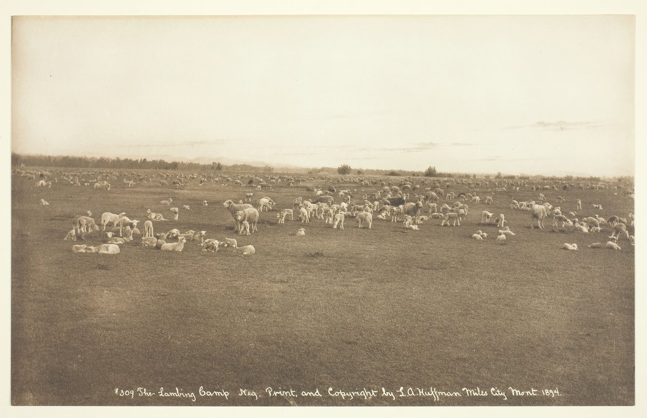 Lambing Camp, 1894. tekijältä Laton Alton Huffman
