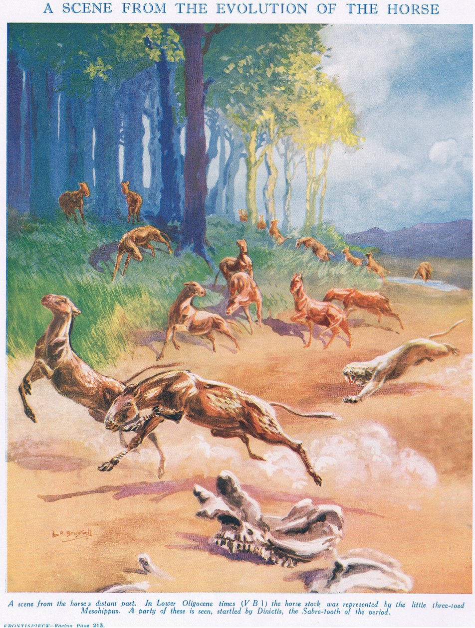 Mesohippus, kuvitus teoksesta "The Science of Life" tekijältä Leonard Robert Brightwell