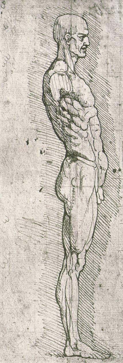 Anatominen tutkimus (kynä ja muste paperille) tekijältä Leonardo da Vinci