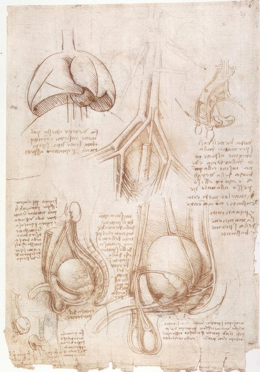Anatomian tutkimukset: keuhkot, virtsarakko... tekijältä Leonardo da Vinci