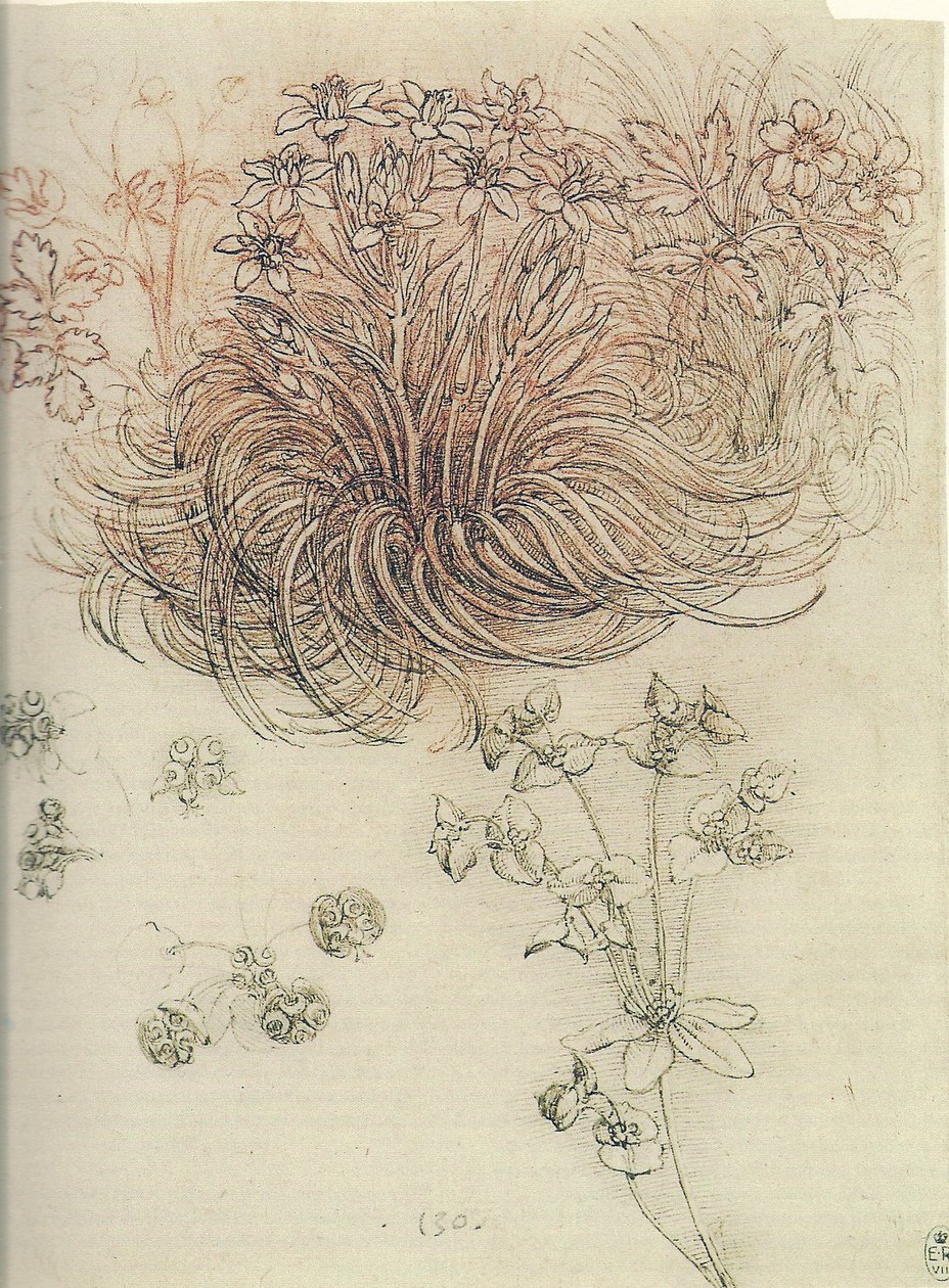 Ornithogalum (Betlehemin tähti) tekijältä Leonardo da Vinci