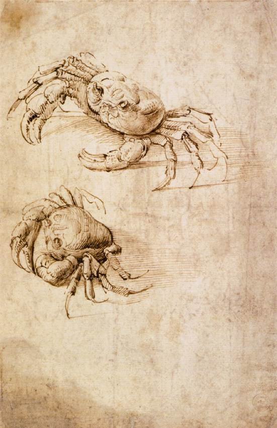 Rapuja koskevat tutkimukset tekijältä Leonardo da Vinci