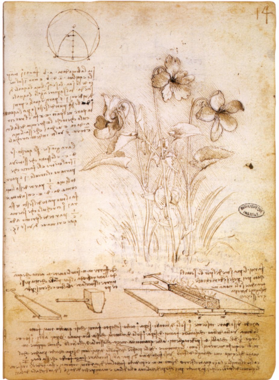 geometriset hahmot ja kasvitieteellinen piirustus tekijältä Leonardo da Vinci