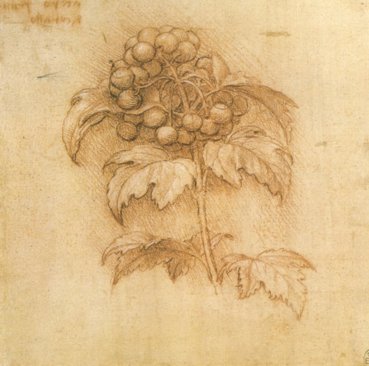sininen myrtti tekijältä Leonardo da Vinci