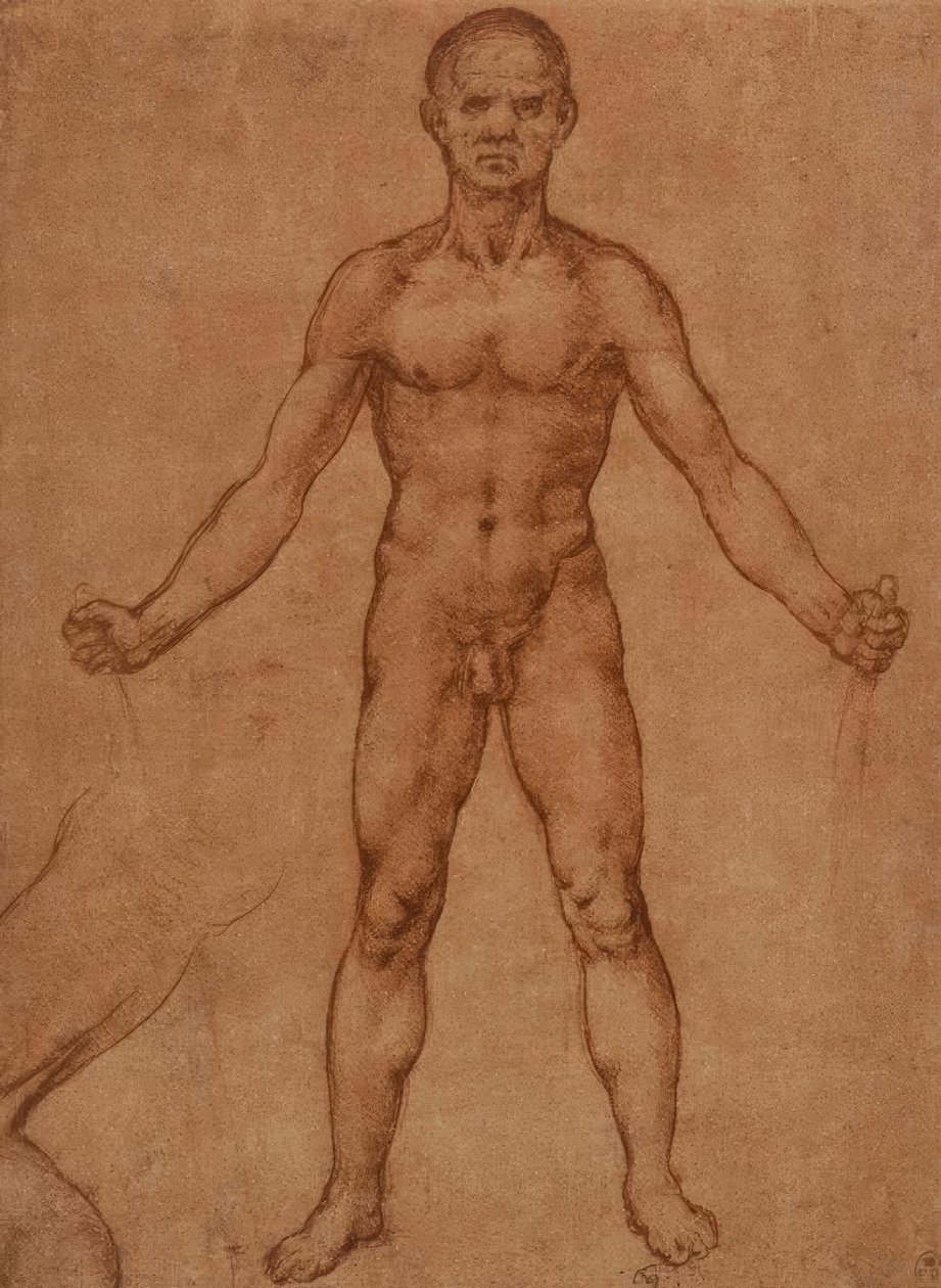 Aktstudie eines stehenden Mannes, frontal tekijältä Leonardo da Vinci