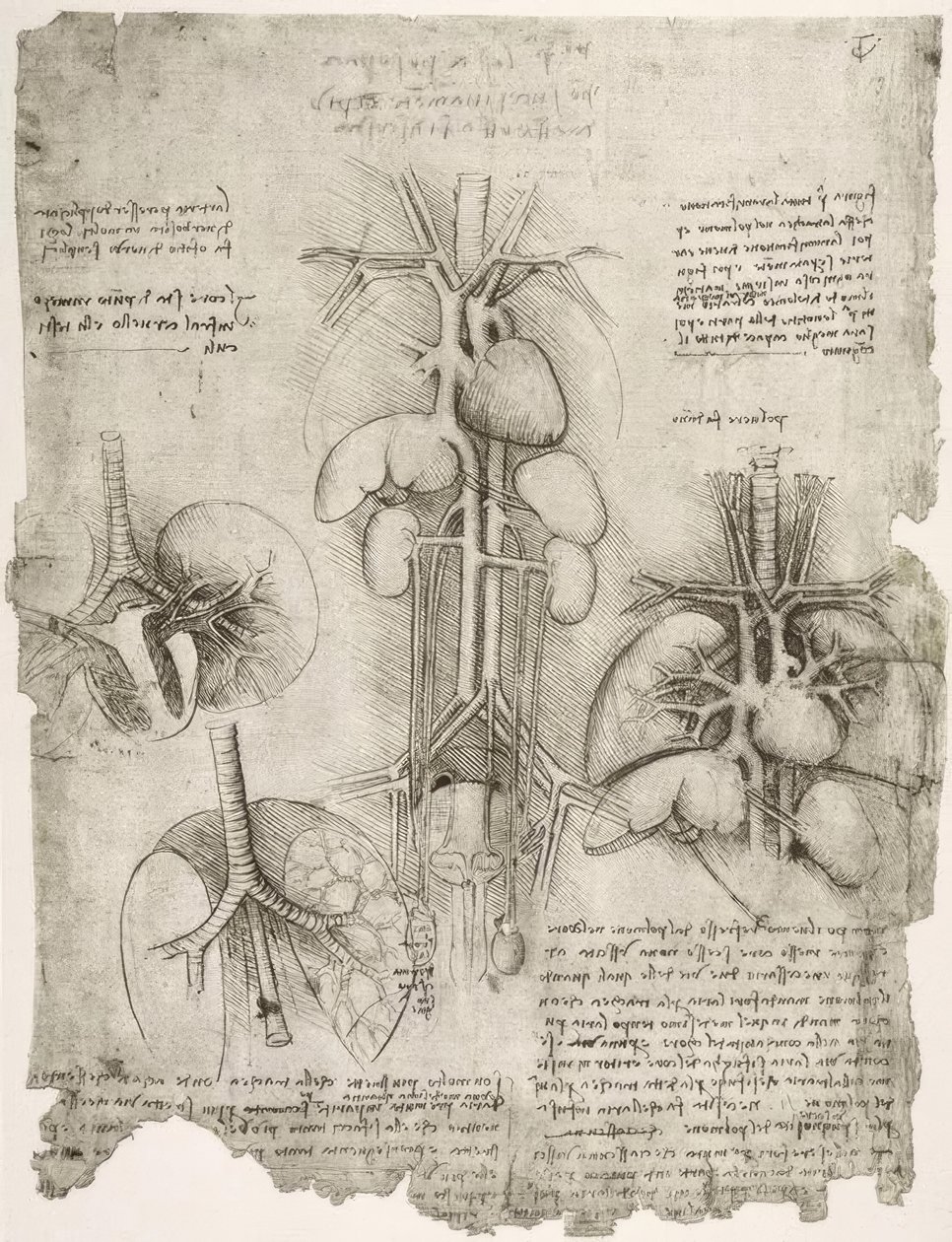 Anatomiestudien tekijältä Leonardo da Vinci