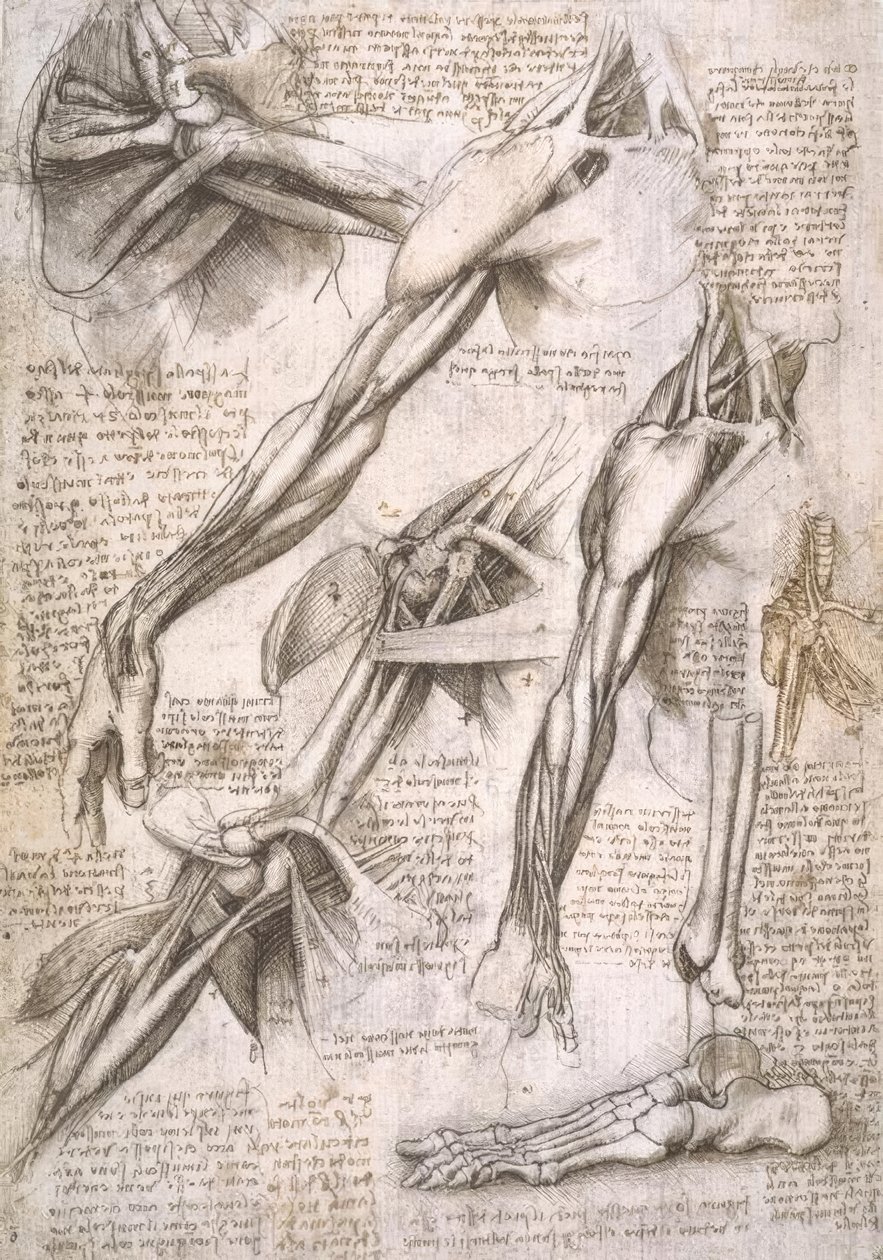 Anatomiestudien tekijältä Leonardo da Vinci