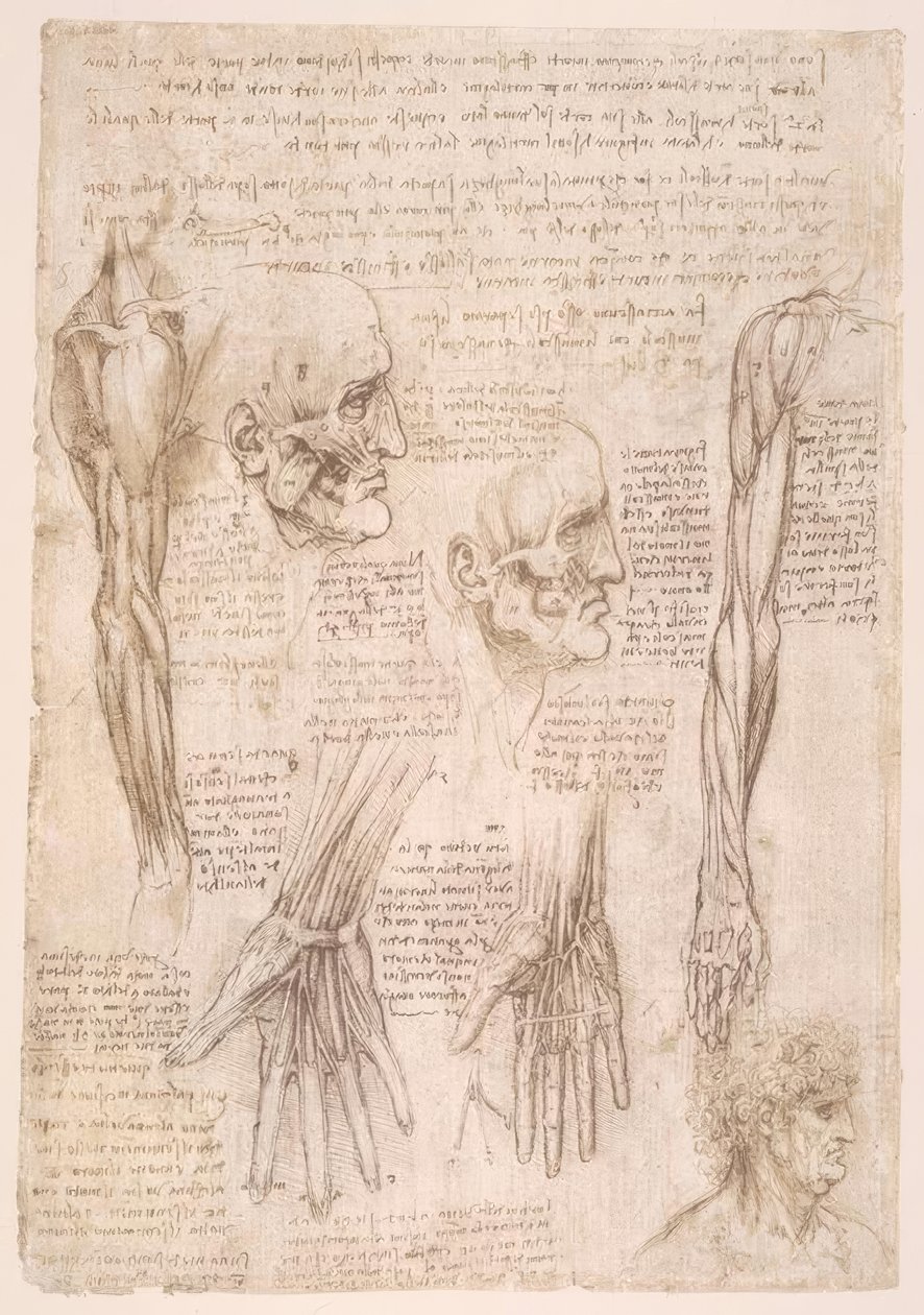 Anatomiestudien tekijältä Leonardo da Vinci