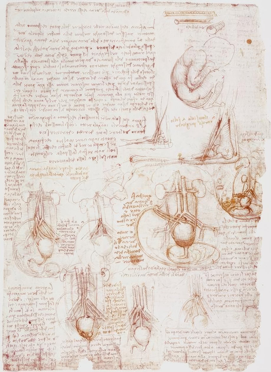 Anatomian tutkimukset: napanuora / sikiö... tekijältä Leonardo da Vinci