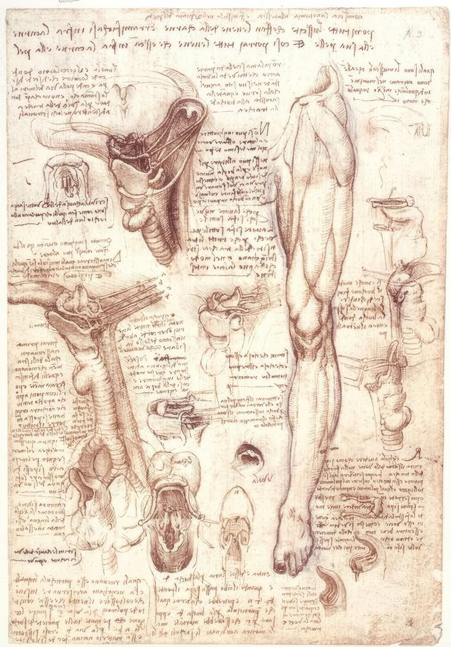 Anatomia: Zunge, Rachen, Kehlkopf und Speiseröhre tekijältä Leonardo da Vinci