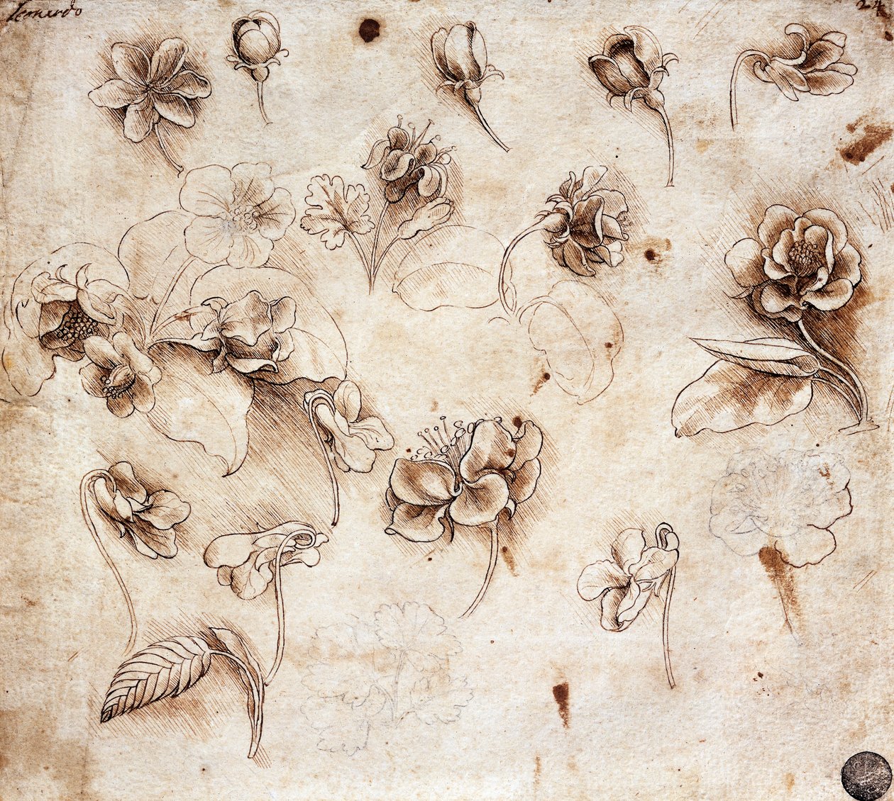 Kasvitieteellinen pöytä, piirustus 237 (piirustus) tekijältä Leonardo da Vinci
