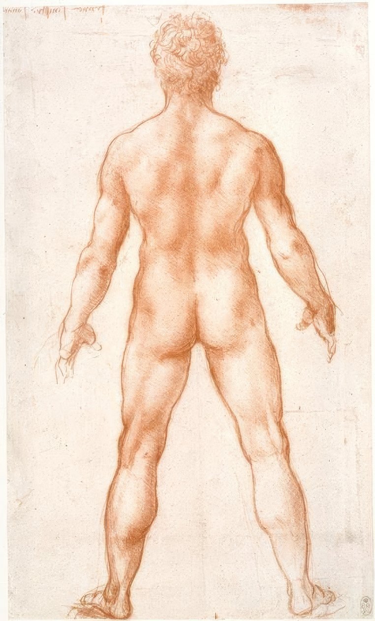 Männlicher Akt Rückenansichtissa tekijältä Leonardo da Vinci