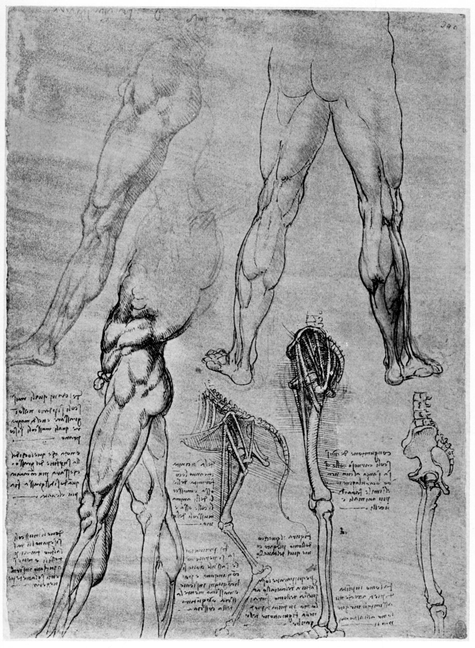 Vertailevan anatomian tutkimukset, 1506-1507 1954 tekijältä Leonardo da Vinci