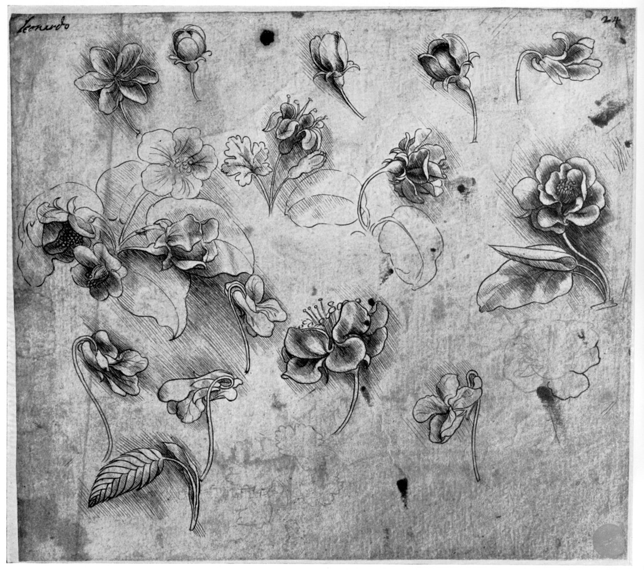 Kukkien tutkimus, c1481-1483 1954. tekijältä Leonardo da Vinci