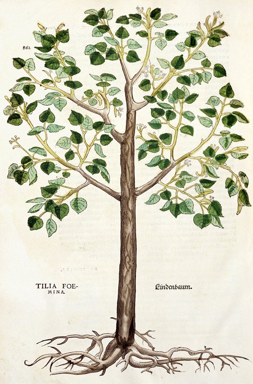 Tilia Lindenbaum eli Lime Tree, kuva rotuun historiasta tekijältä Leonhard Fuchs