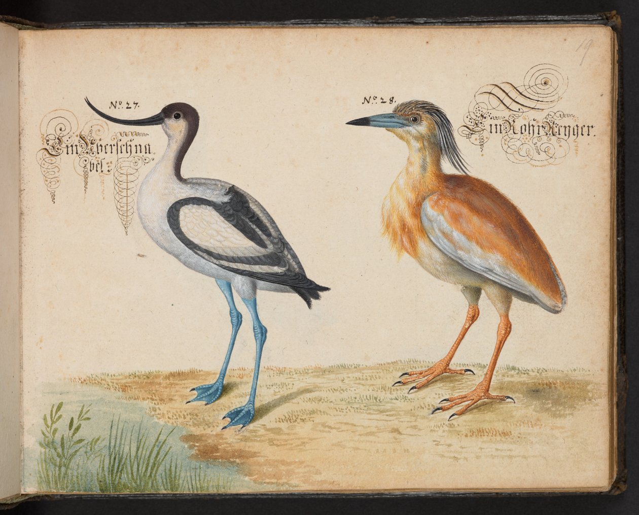 Lisää 6485 f.19 Avocet ja Squacco Heron tekijältä Leonhard Baldner