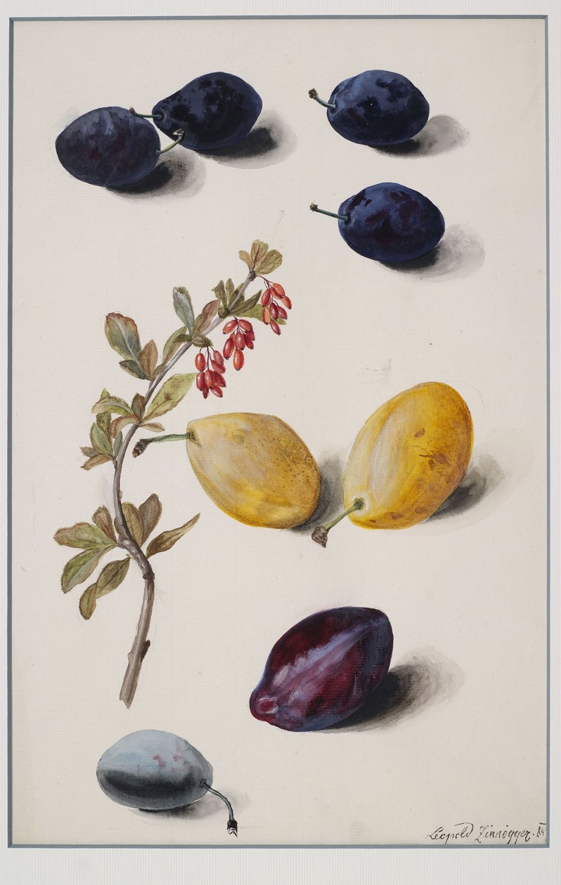 Früchte tekijältä Leopold Zinnogger