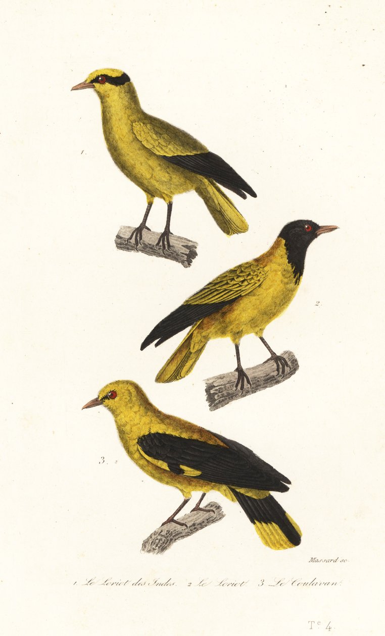 Oriole lajit. tekijältä Leopold Massard